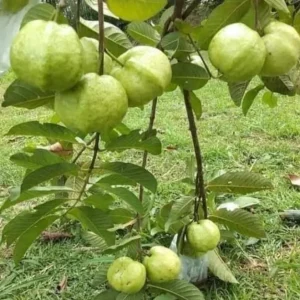 White Guava Live Plant - Psidium guajava - Sweet Tropical Fruit Tree 9-12" Tall - Image 2