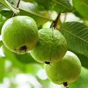 White Guava Live Plant - Psidium guajava - Sweet Tropical Fruit Tree 9-12