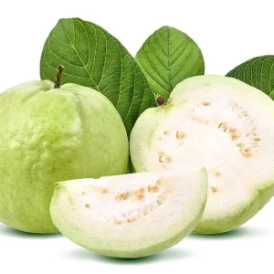 White Guava Live Plant - Psidium guajava - Sweet Tropical Fruit Tree 9-12