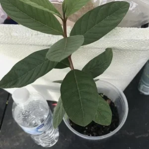 White Guava Live Plant - Psidium guajava - Sweet Tropical Fruit Tree 9-12