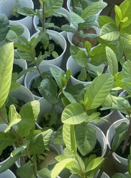 White Guava Live Plant – Psidium Guajava Tropical Fruit Tree – 4-8in Tall - Image 5