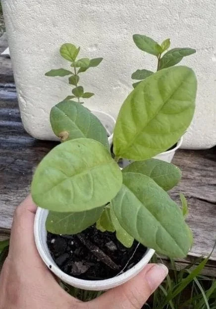 White Guava Live Plant – Psidium Guajava Tropical Fruit Tree – 4-8in Tall - Image 6