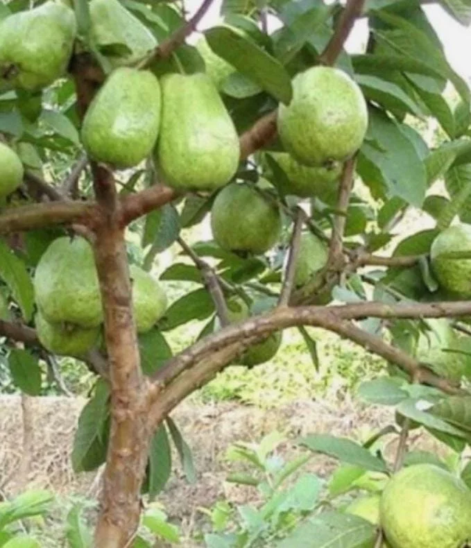 White Guava Live Plant – Psidium Guajava Tropical Fruit Tree – 4-8in Tall - Image 7