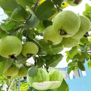 White Guava Live Plant – Psidium Guajava Tropical Fruit Tree – 4-8in Tall - Image 1