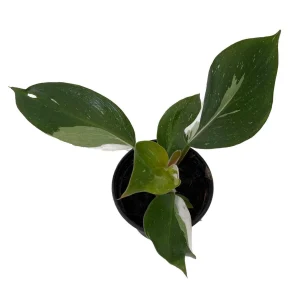 White Knight Philodendron Live Plant – 4 inch Pot – Indoor Houseplant - Image 2