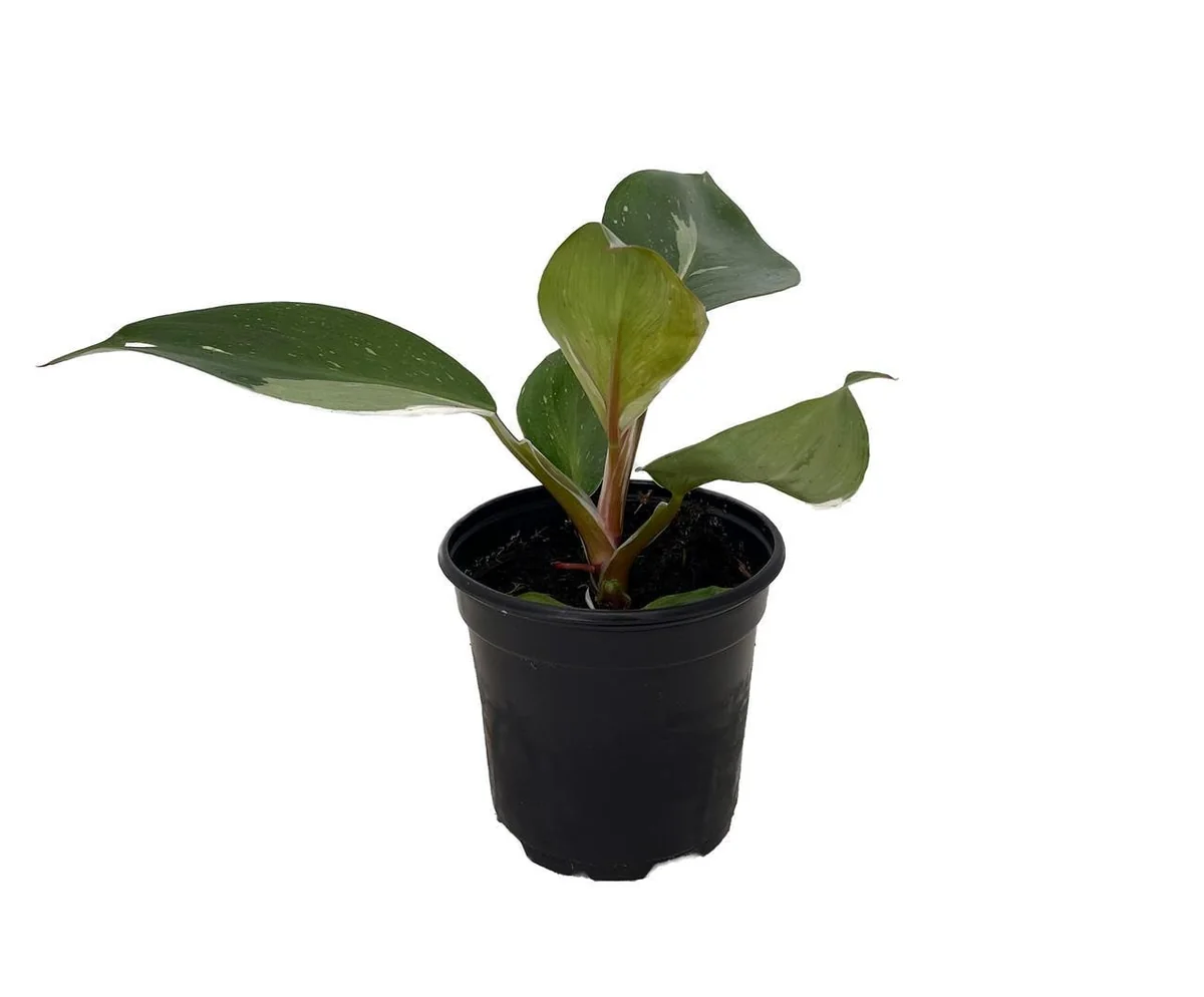White Knight Philodendron Live Plant – 4 inch Pot – Indoor Houseplant - Image 3