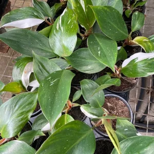 White Knight Philodendron Live Plant – 4 inch Pot – Indoor Houseplant - Image 4