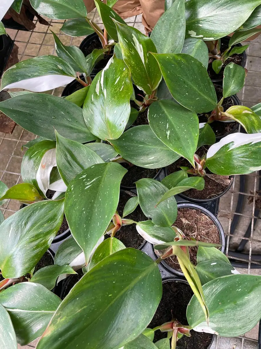 White Knight Philodendron Live Plant – 4 inch Pot – Indoor Houseplant - Image 4