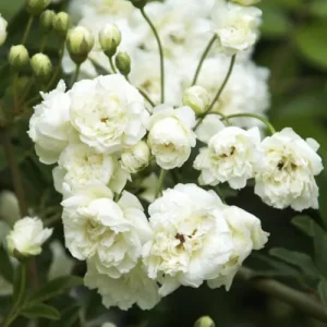 White Lady Banks Climbing Rose Live Plant - 3 to 4 Feet Tall - 3 Gallon Pot - Outdoor - Image 1