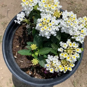 White Lantana Live Plant – 1 Gallon Pot – Outdoor Shrub – Attracts Pollinators - Image 2