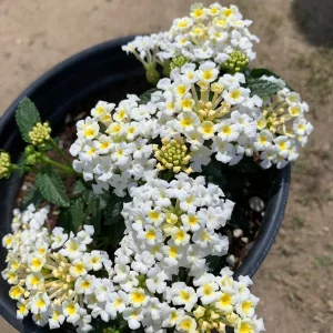 White Lantana Live Plant – 1 Gallon Pot – Outdoor Shrub – Attracts Pollinators - Image 1