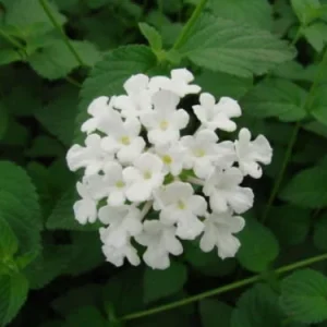 White Lantana Live Plant – 4 inch Pot – Attracts Butterflies & Bees – Outdoor - Image 2