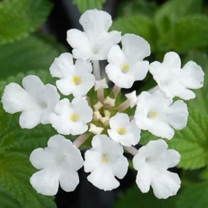 White Lantana Live Plant – 4 inch Pot – Attracts Butterflies & Bees – Outdoor - Image 1