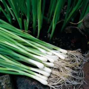 White Lisbon Bunching Onion Seeds - Heirloom, Non-GMO, Fast Growing - 250+ Seeds - Image 1