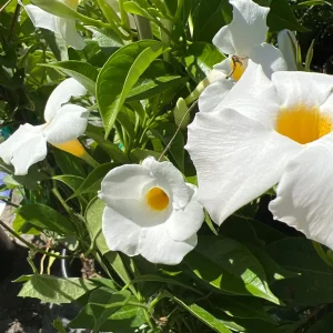 White Mandevilla Live Plant – 1 Gallon Pot – Climbing Vine for Full Sun - Image 2