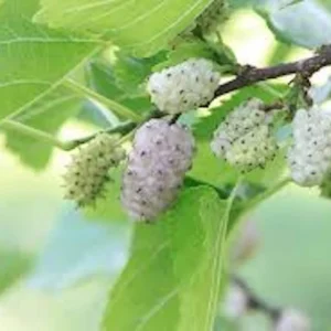White Mulberry Tree Bare Root - Morus Alba Live Plant 12-24in Tall - Image 5