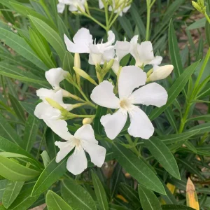 White Nerium Oleander Live Plant – 1-2 ft Tall, 1 Gallon Pot, Outdoor Shrub - Image 1