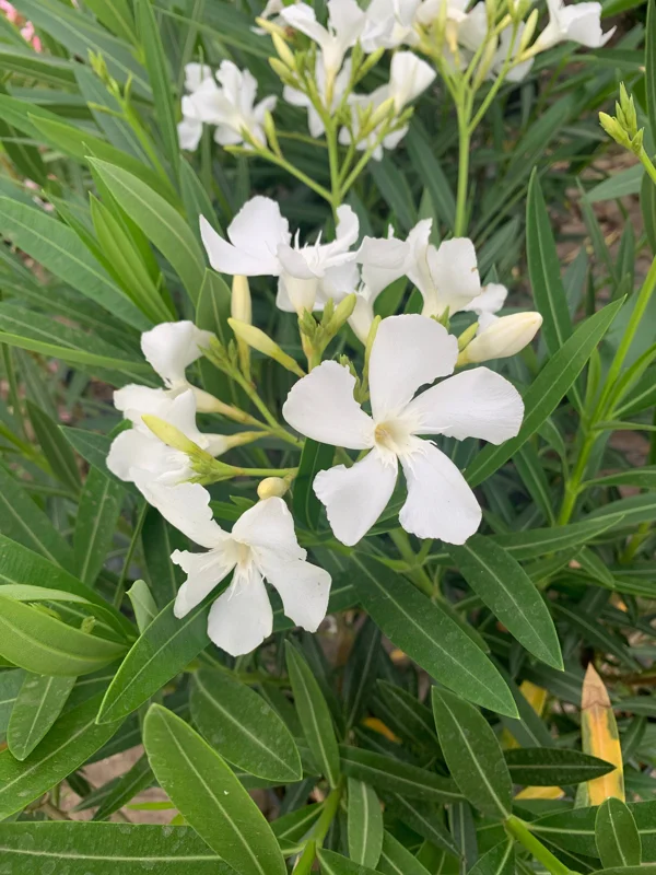 White Nerium Oleander Live Plant – 1-2 ft Tall, 1 Gallon Pot, Outdoor Shrub - Image 1