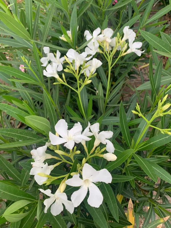 White Nerium Oleander Live Plant – 1-2 ft Tall, 1 Gallon Pot, Outdoor Shrub - Image 2