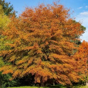 White Oak Live Plant Seedling – 12-18