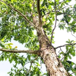 White Oak Live Plant Seedling – 12-18" Tall – 4" Pot – Quercus alba – Outdoor Tree - Image 2