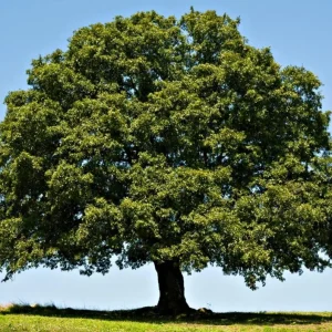 White Oak Live Plant Seedling – 12-18