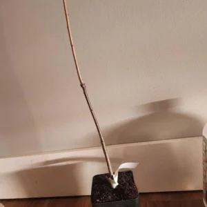 White Oak Live Plant Seedling – 12-18