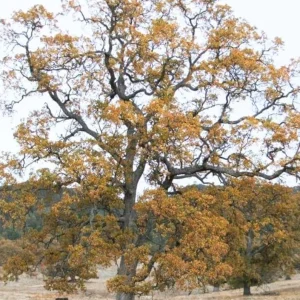 White Oak Live Plant Seedling – 12-18