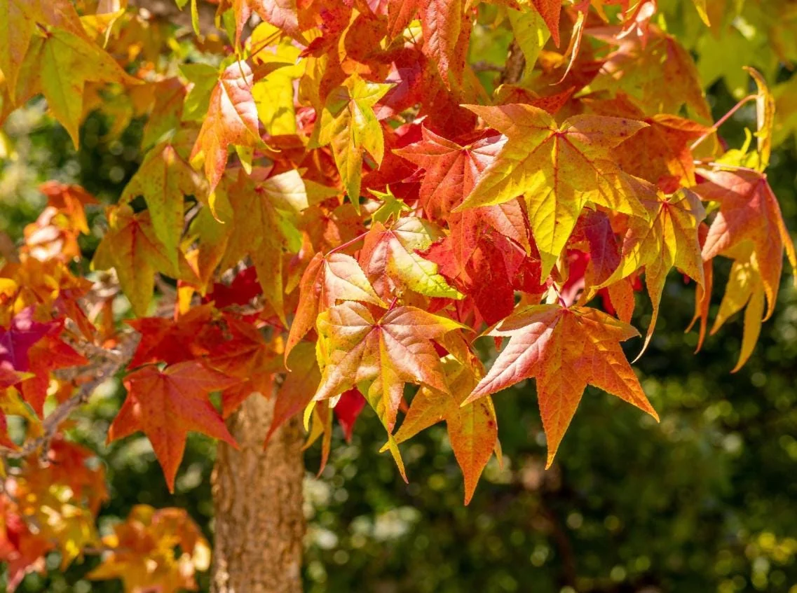 White Oak Live Tree - 12-18" Tall Quercus alba - 4" Pot - Outdoor Shade Tree - Image 2