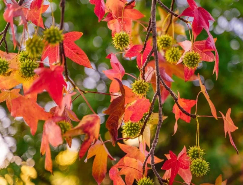 White Oak Live Tree - 12-18" Tall Quercus alba - 4" Pot - Outdoor Shade Tree - Image 3