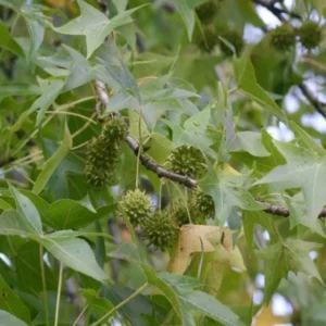 White Oak Live Tree - 12-18