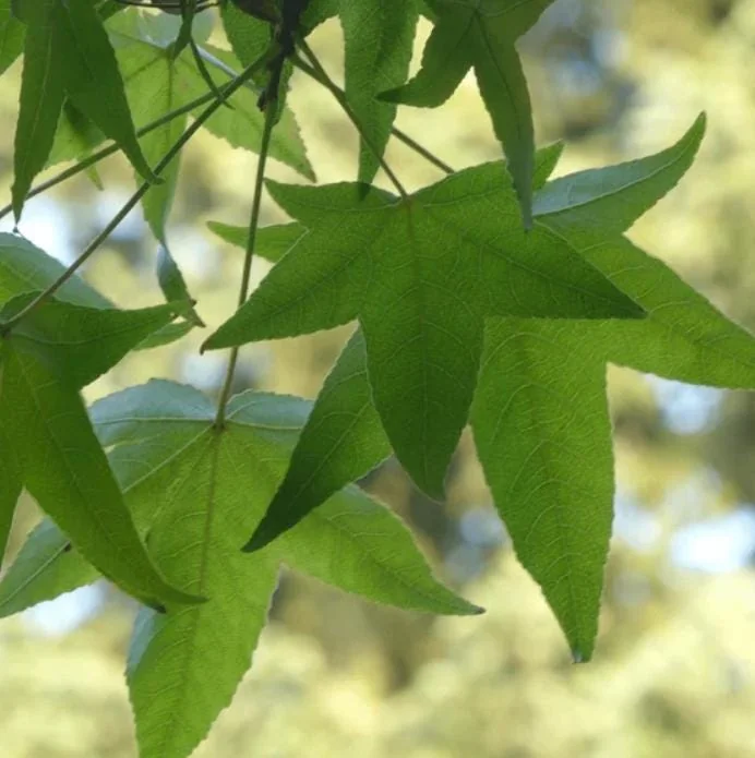 White Oak Live Tree - 12-18" Tall Quercus alba - 4" Pot - Outdoor Shade Tree - Image 6