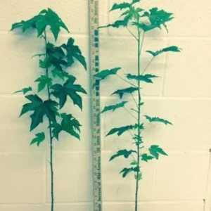 White Oak Live Tree - 12-18