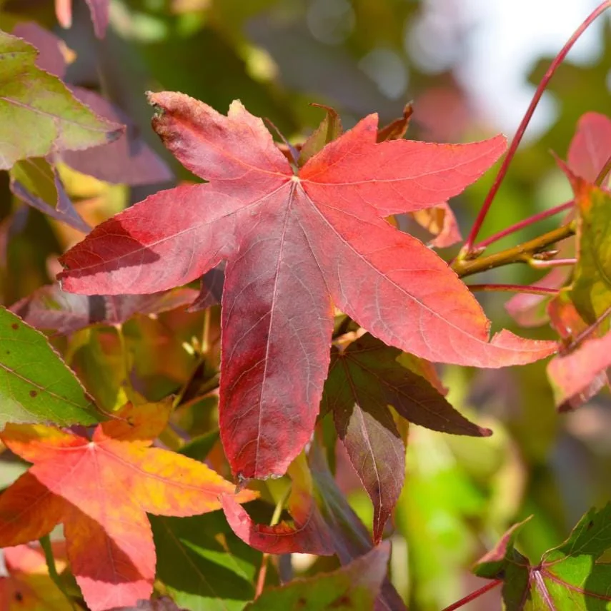 White Oak Live Tree - 12-18" Tall Quercus alba - 4" Pot - Outdoor Shade Tree - Image 1