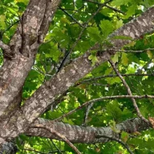 White Oak Live Tree - 12-18