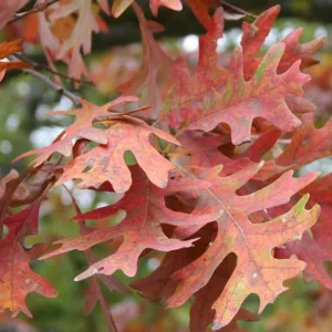 White Oak Live Tree - 12-18