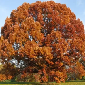 White Oak Tree Bareroot - 18-30 inches Quercus Alba Outdoor Deciduous Tree - Image 3