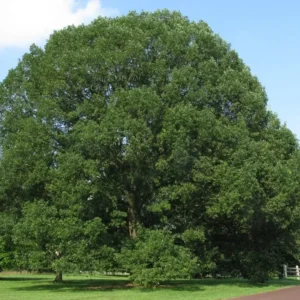 White Oak Tree Bareroot - 18-30 inches Quercus Alba Outdoor Deciduous Tree - Image 1