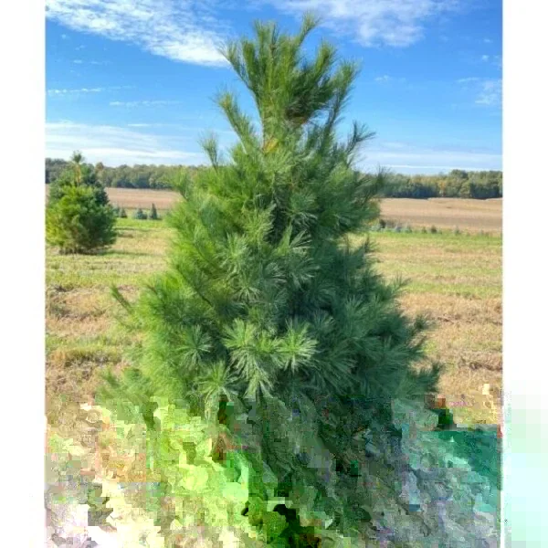 White Pine Live Plant – Pinus strobus Seedling – up to 10 Inches Tall – Outdoor Evergreen Tree - Image 1