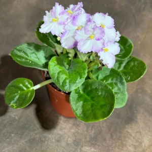 White Queen African Violet Live Plant – 4