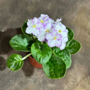 White Queen African Violet Live Plant – 4