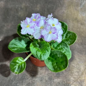 White Queen African Violet Live Plant – 4