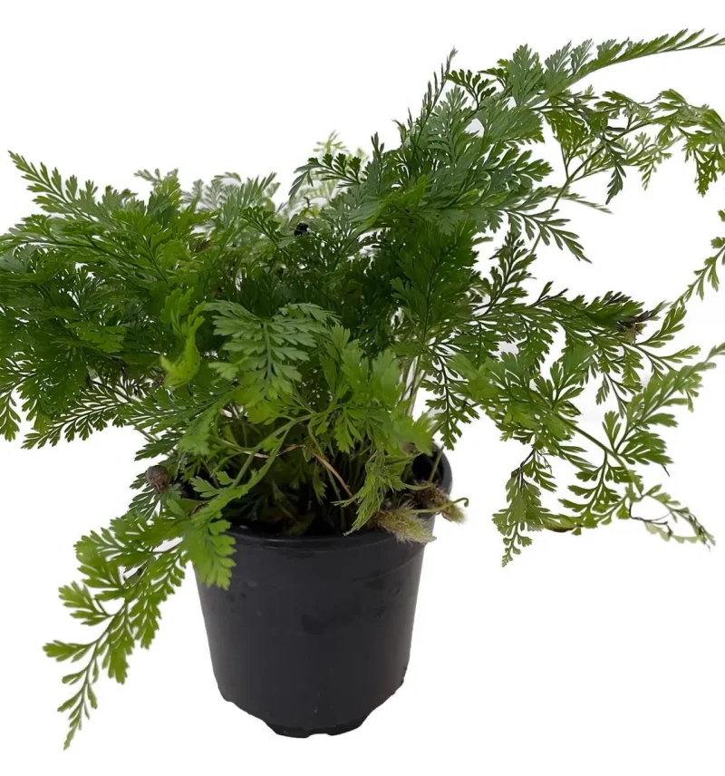 White Rabbit's Foot Fern - Davallia fejeensis 4