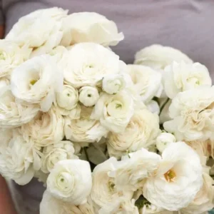 White Ranunculus Flower Bulbs - 15 Peony Rose Buttercup Corms for Florists & Weddings - Image 3