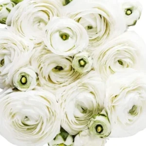 White Ranunculus Flower Bulbs - 15 Peony Rose Buttercup Corms for Florists & Weddings - Image 4
