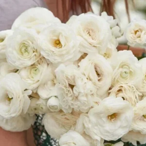 White Ranunculus Flower Bulbs - 15 Peony Rose Buttercup Corms for Florists & Weddings - Image 5