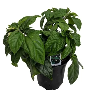 White & Red Bleeding Heart Vine Live Plant - Clerodendrum - 4" Pot - Indoor/Outdoor - Image 2