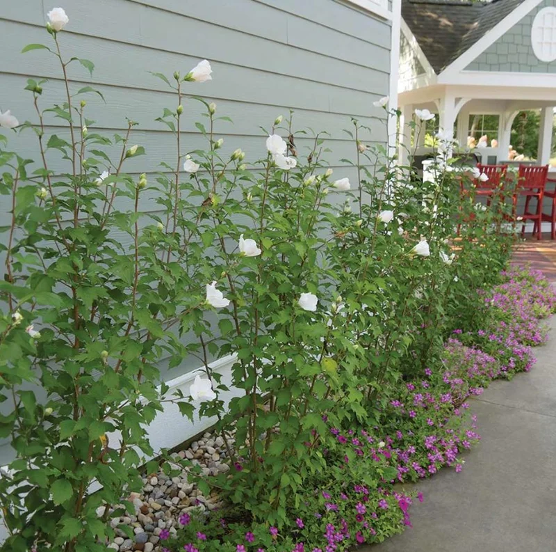 White Rose of Sharon Live Plant – Quart Pot – White Flowering Shrub – Outdoor - Image 10