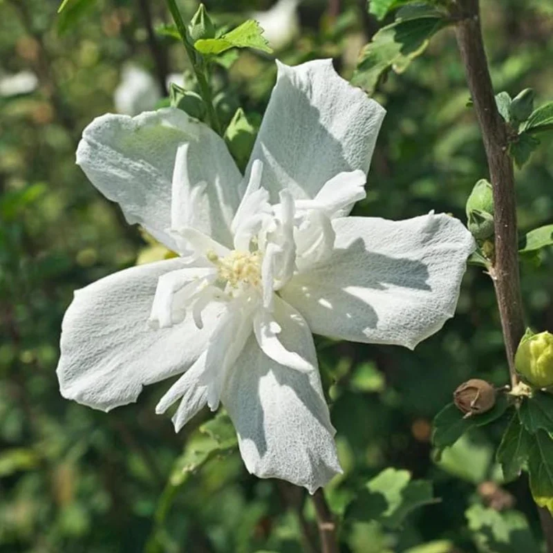 White Rose of Sharon Live Plant – Quart Pot – White Flowering Shrub – Outdoor - Image 3