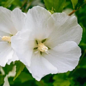 White Rose of Sharon Live Plant – Quart Pot – White Flowering Shrub – Outdoor - Image 4